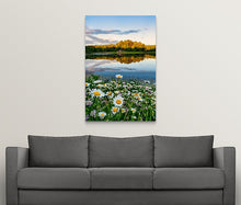 Load image into Gallery viewer, Daisies at Kendall Lake - CVNP