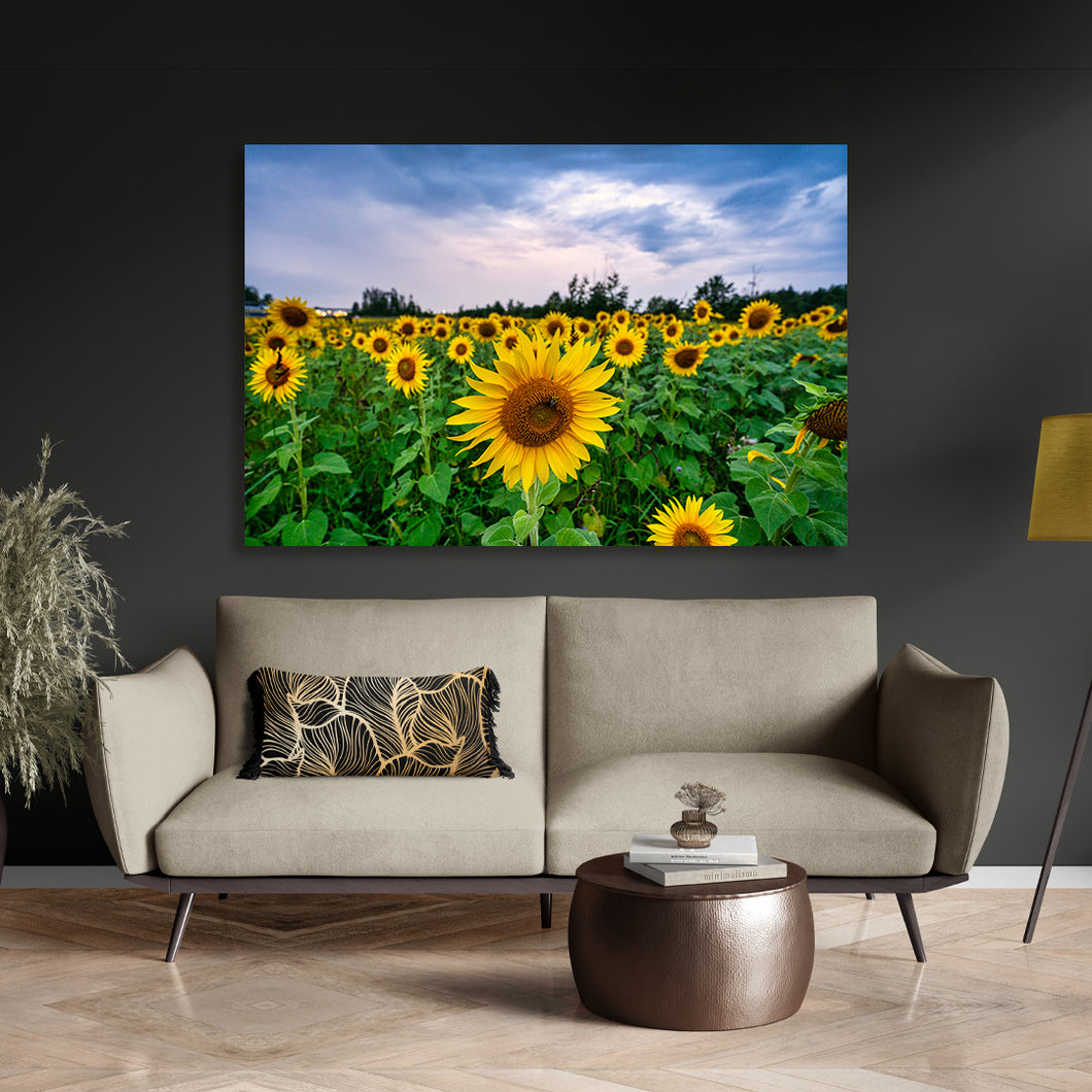Sunflowers - Avon, OH