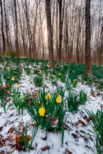 Load image into Gallery viewer, Snow-covered Daffodils - Cuyahoga Valley National Park