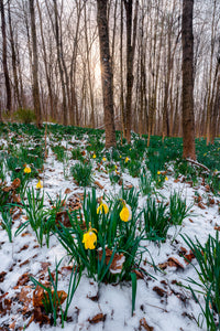 Snow-covered Daffodils - Cuyahoga Valley National Park
