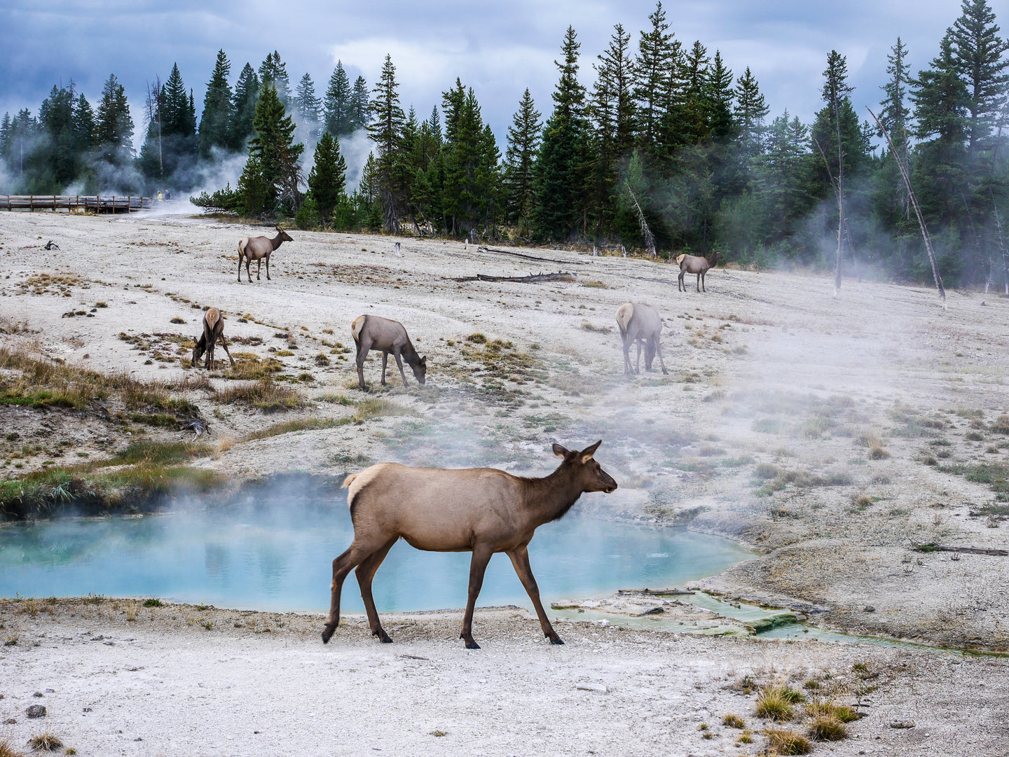 A Magical Scene at Yellowstone