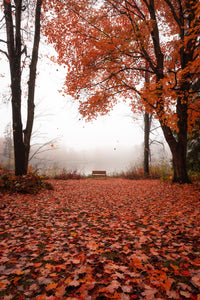 An Autumn Frame of Mind - Richfield, OH