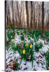 Snow-covered Daffodils - Cuyahoga Valley National Park
