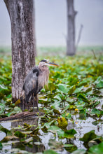 Load image into Gallery viewer, The Great Blue Heron - Cuyahoga Valley National Park