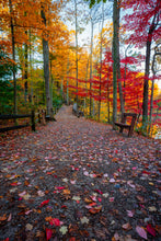 Load image into Gallery viewer, Autumn at Cleveland Metroparks Rocky River Reservation