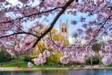 Load image into Gallery viewer, Cherry Blossoms in the Circle - Cleveland, OH