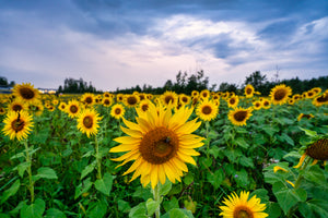 Sunflowers - Avon, OH